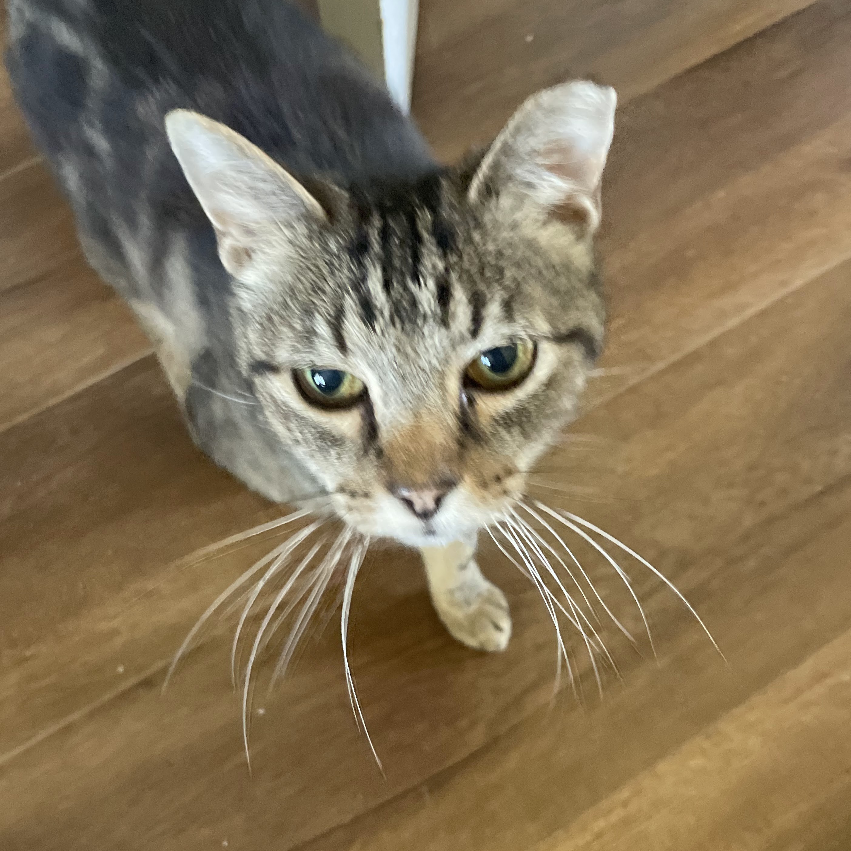 Soup the Cat